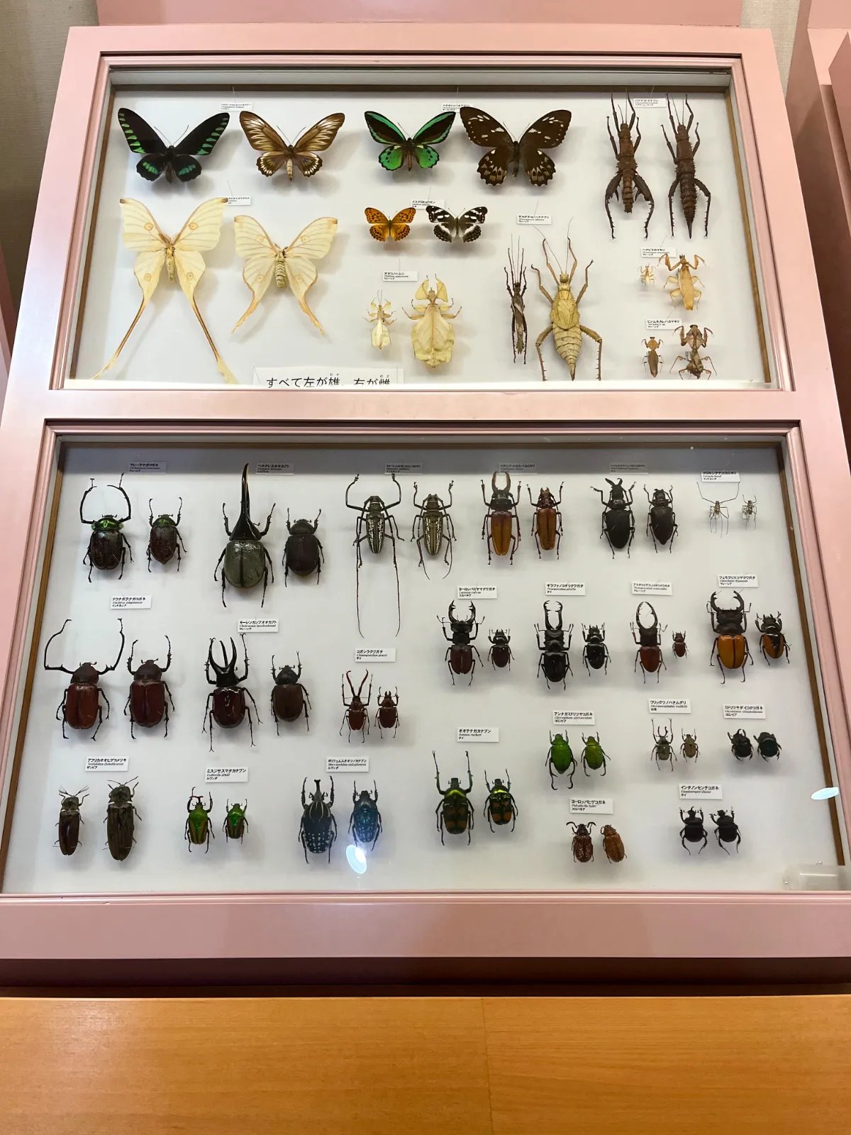 🦋 구라시키 시립 자연사 박물관 (구라시키시리츠시젠시하쿠부츠칸) 이미지 7